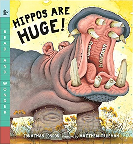 Hippos are huge